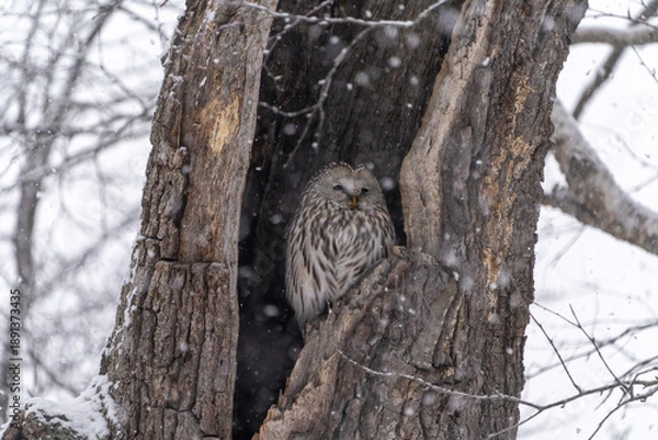 Fototapeta 北海道　鳥類　エゾフクロウ　フクロウ　猛禽類