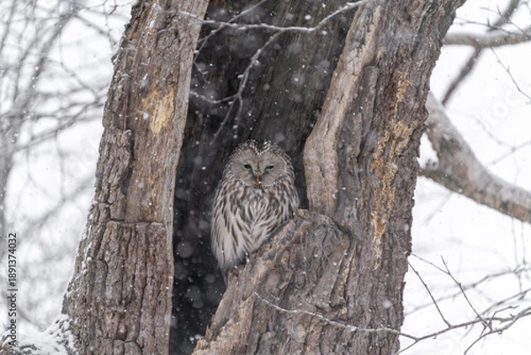 Fototapeta 北海道　鳥類　エゾフクロウ　フクロウ　猛禽類