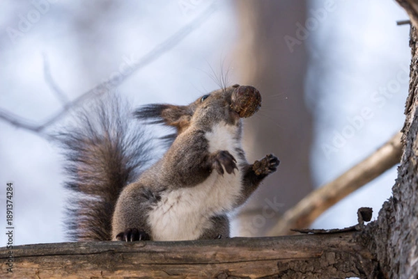 Fototapeta 北海道、リス、エゾリス、栗鼠、野生動物、げっ歯類、動物、自然、小動物、哺乳類、かわいい、アルビノ　