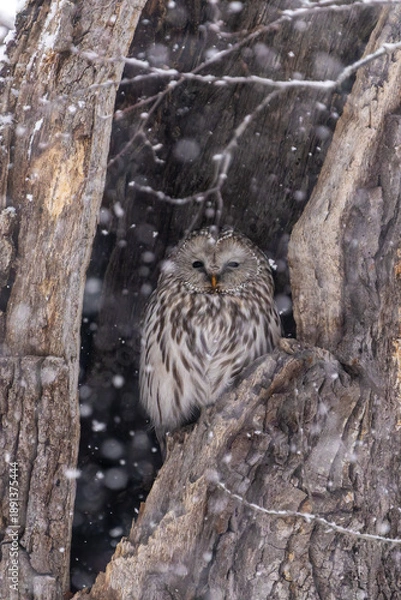 Fototapeta 北海道　鳥類　エゾフクロウ　フクロウ　猛禽類