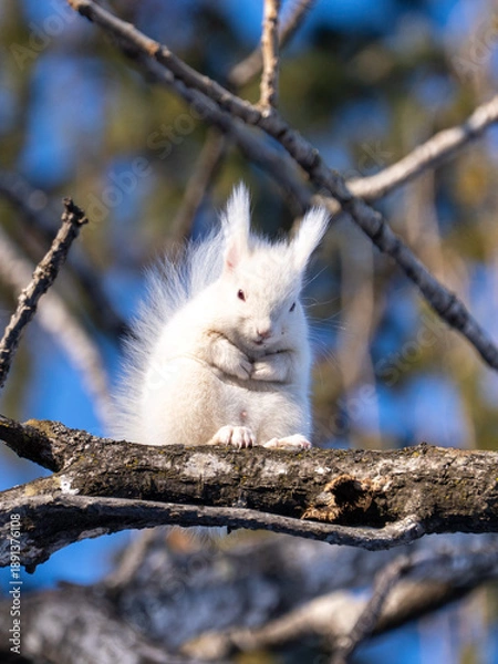 Fototapeta 北海道、リス、エゾリス、栗鼠、野生動物、げっ歯類、動物、自然、小動物、哺乳類、かわいい、アルビノ　