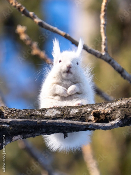 Fototapeta 北海道、リス、エゾリス、栗鼠、野生動物、げっ歯類、動物、自然、小動物、哺乳類、かわいい、アルビノ　