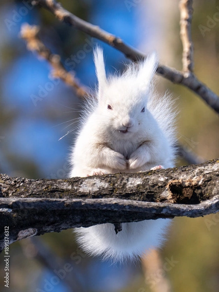 Fototapeta 北海道、リス、エゾリス、栗鼠、野生動物、げっ歯類、動物、自然、小動物、哺乳類、かわいい、アルビノ　