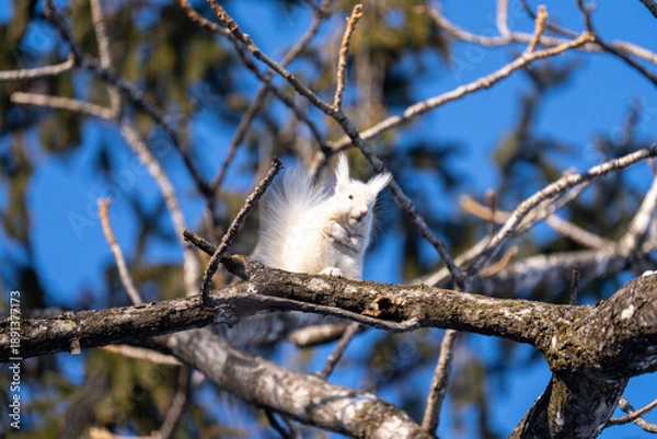 Fototapeta 北海道、リス、エゾリス、栗鼠、野生動物、げっ歯類、動物、自然、小動物、哺乳類、かわいい、アルビノ　