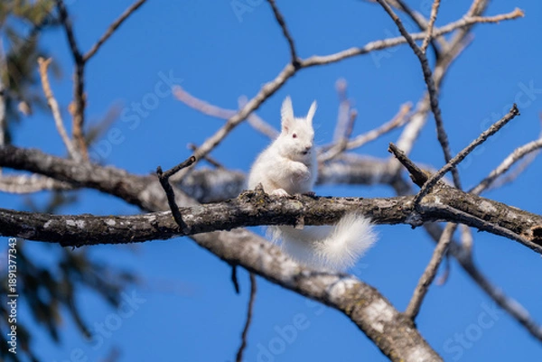 Fototapeta 北海道、リス、エゾリス、栗鼠、野生動物、げっ歯類、動物、自然、小動物、哺乳類、かわいい、アルビノ　