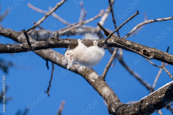 Fototapeta 北海道、リス、エゾリス、栗鼠、野生動物、げっ歯類、動物、自然、小動物、哺乳類、かわいい、アルビノ　
