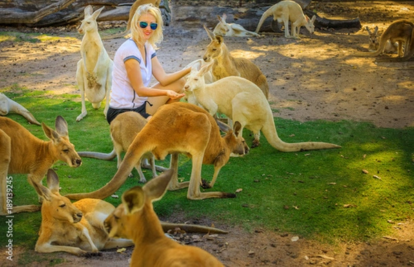 Obraz Młoda kobieta kaukaski karmi kangury w parku. Whiteman, niedaleko Perth w zachodniej Australii. Turystka lubi ikonę australijskich zwierząt w kraju.