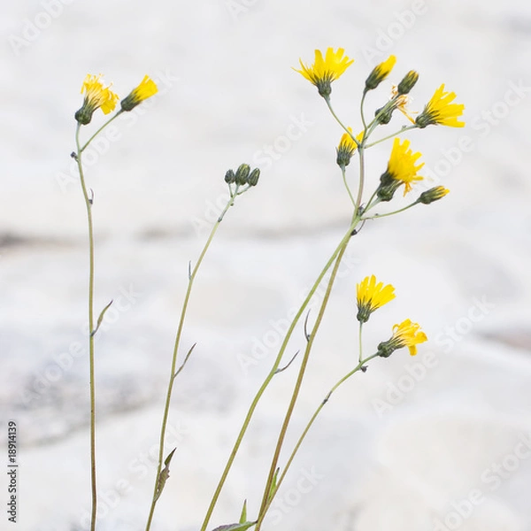 Obraz Flowers at beach