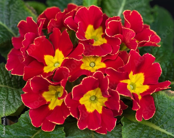 Obraz Bright bicolour primrose