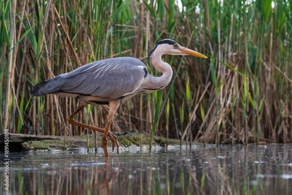 Obraz The grey heron (Ardea cinerea)