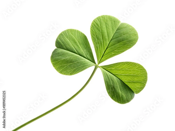 Obraz four leaf clover isolated