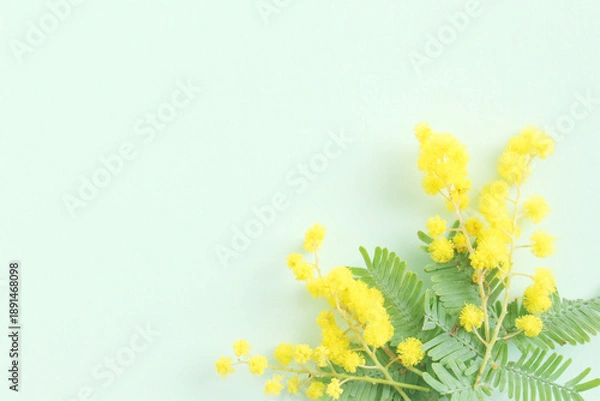 Obraz ミモザの花