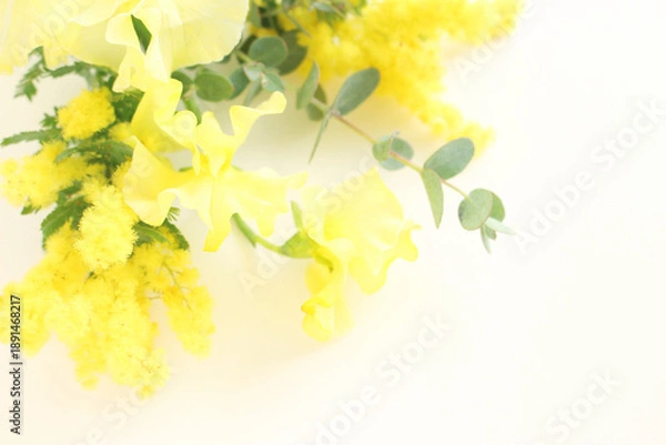 Obraz ミモザの花