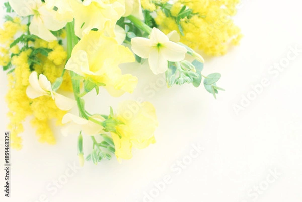 Obraz ミモザの花