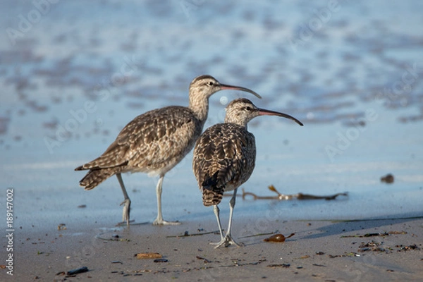 Fototapeta Two Marbled Gowits on Beach