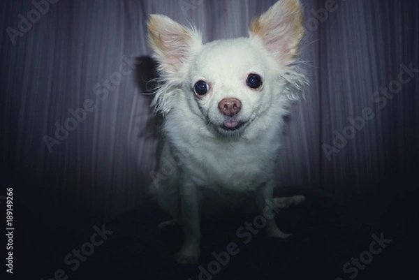 Obraz Dog breed Chihuahua. Sitting in the dark It was photographed using a flash from the camera. When enough light Thus, it was his tongue.