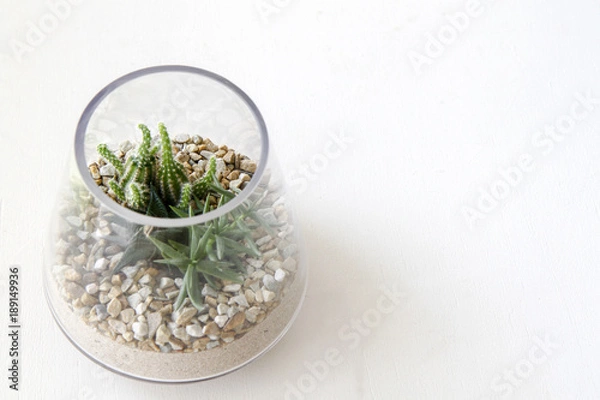 Obraz Terrarium na białym tle z miejscem na tekst