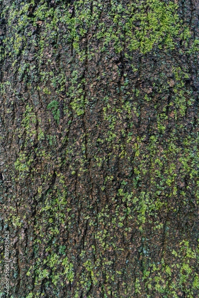 Obraz green moss on the tree trunk