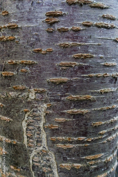 Obraz Cherry tree bark
