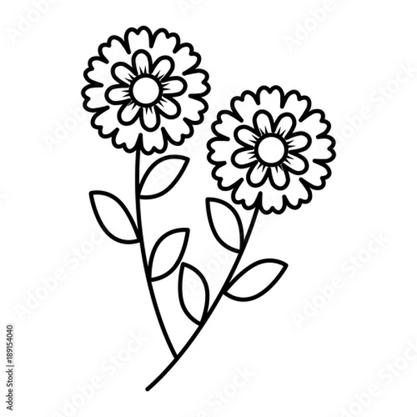 Obraz two flowers decorative spring image vector illustration outline design