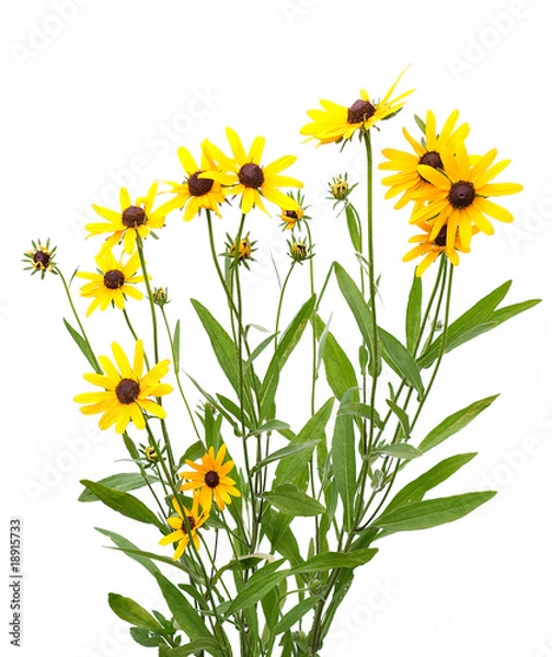 Obraz żółta Rudbekia