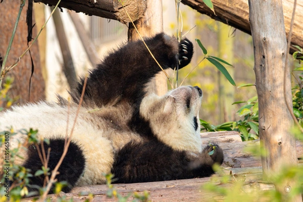 Obraz Giant Panda Relaxing While Eating Bamboo