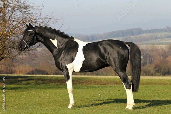 Obraz hengst portrait stallion schwarz weiß