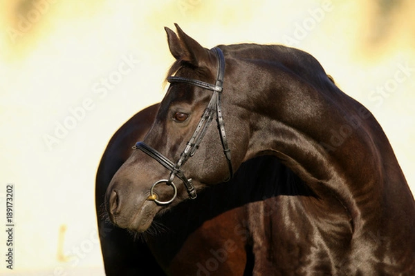 Obraz hengst portrait stallion