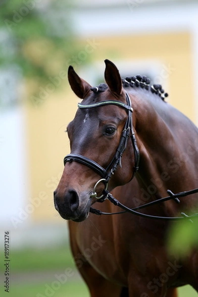 Obraz hengst portrait stallion