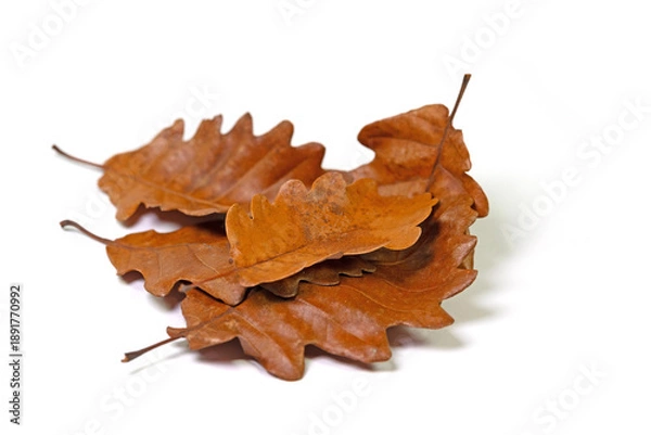 Obraz Eichenblätter vor weißem Hintergrnd