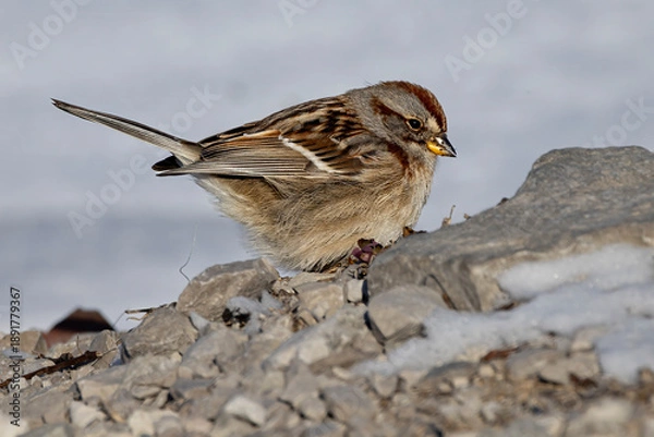 Obraz American Tree Sparrow