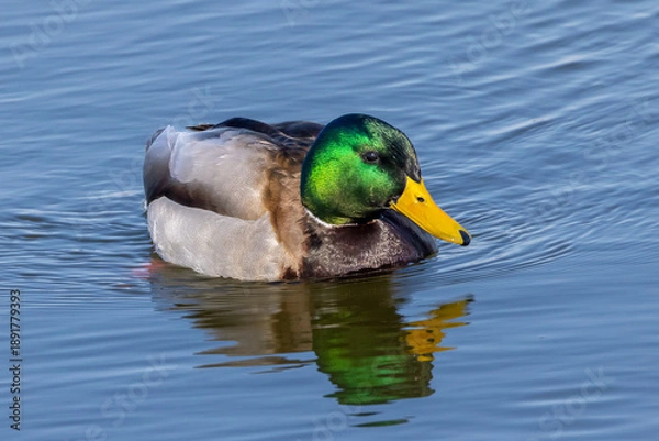 Obraz "Mr. Mallard"
