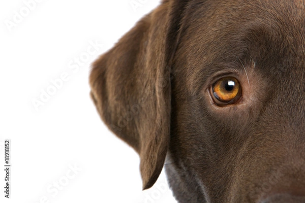 Obraz Chocolate labrador retriever
