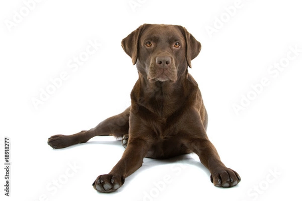 Obraz Chocolate labrador retriever