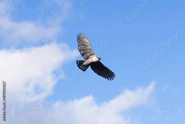 Fototapeta 飛翔するクマタカ