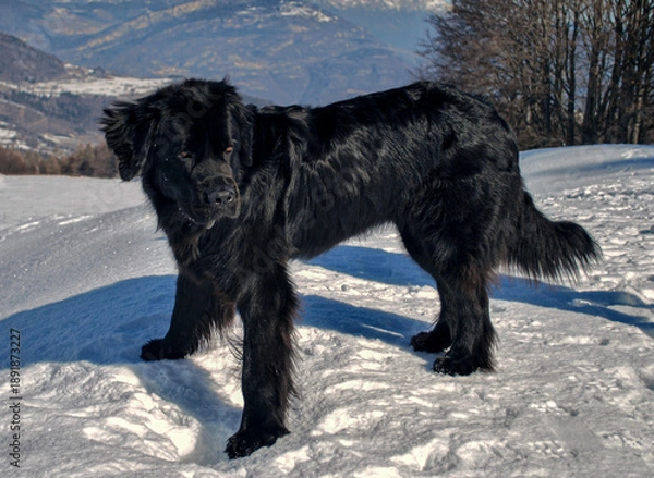 Obraz Newfoundland on the Snow