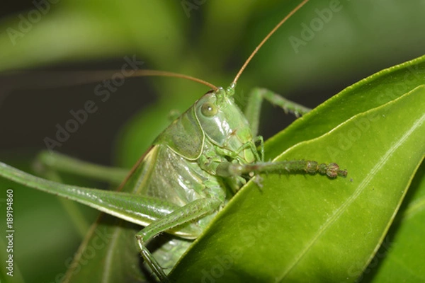 Obraz Green grasshopper