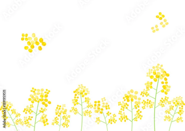 Obraz 黄色い菜の花のフレーム