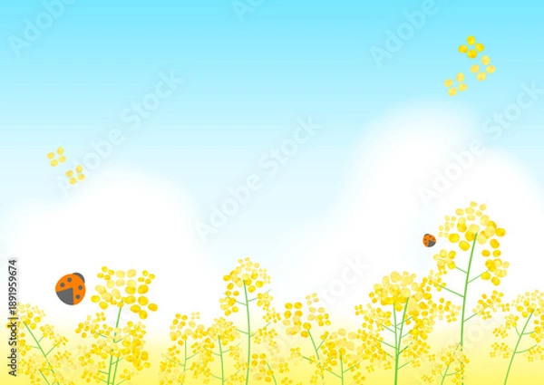 Obraz 菜の花畑と青空の背景