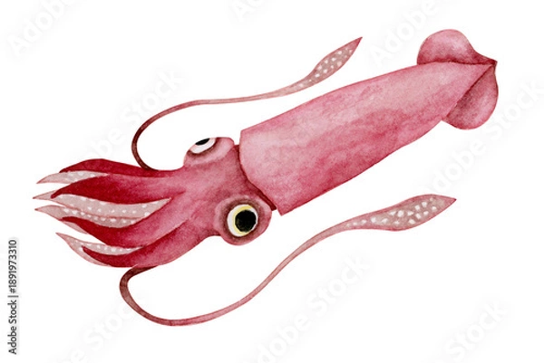 Obraz ダイオウイカ　イカ　深海生物　水彩 イラスト