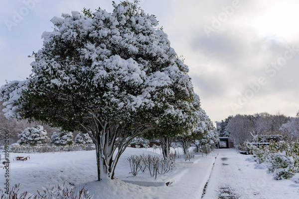 Obraz ぎふワールドローズガーデンの雪景色と並木道に広がる冬の静寂風景