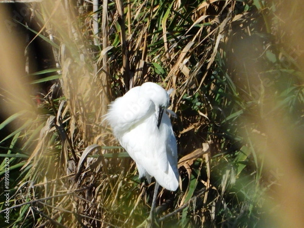 Fototapeta GARCETA COMÚN
