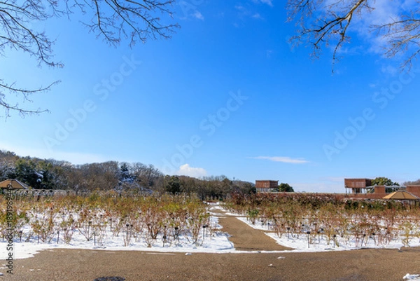 Obraz 青空と雪景色が広がるぎふワールドローズガーデンの冬のバラ園