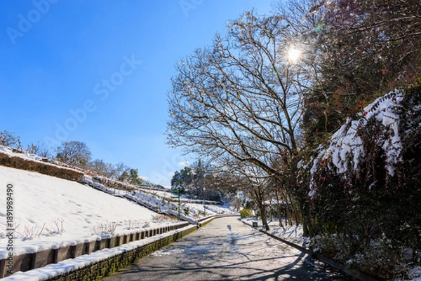 Obraz 青空と陽光に包まれた雪の園路 ぎふワールドローズガーデンの冬景色