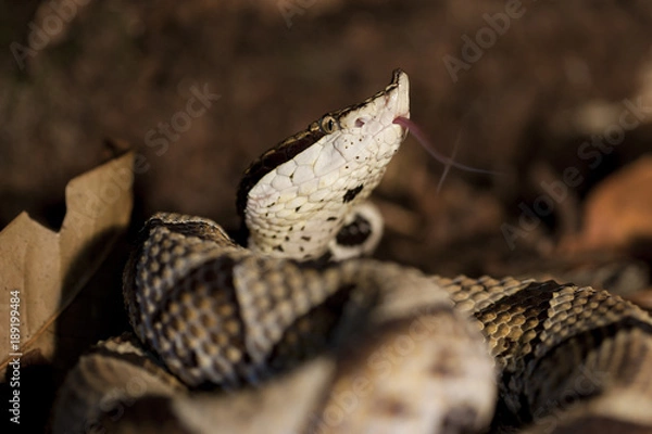 Obraz Deinagkistrodon Acutus