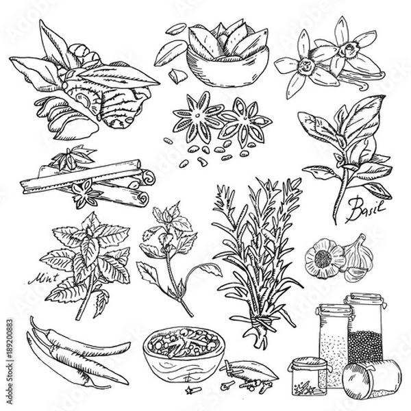 Obraz Vector background with hand drawn sketch spices. Organic and fresh spices illustration.