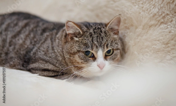 Obraz Portrait of an angry striped cat.