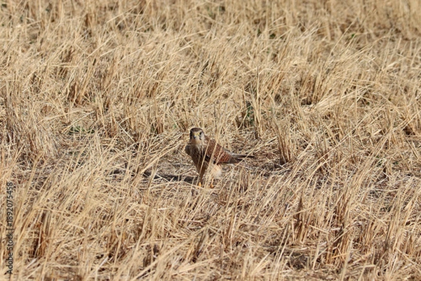 Obraz 田んぼの中で、獲物を探すチョウゲンボウ