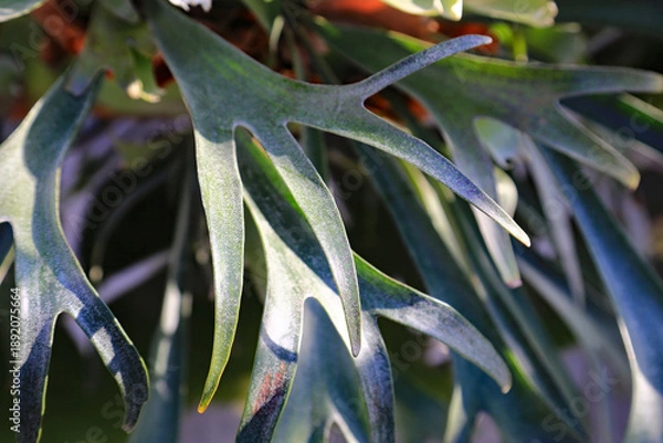 Obraz 大きな葉のコウモリラン