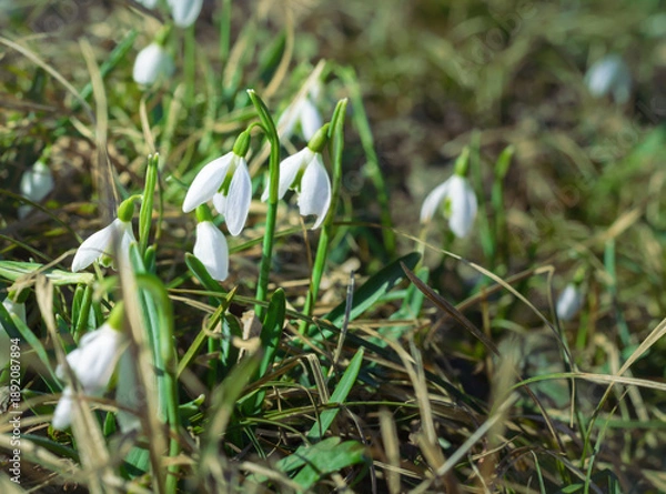 Obraz White snowdrop flower in springtime